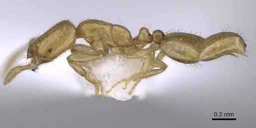 Solenopsis wolfi specimen CASENT0914244 image casent0914244_3