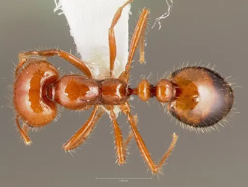 Solenopsis xyloni specimen CASENT0005806 image casent0005806_1