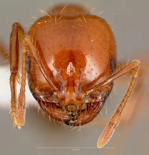 Solenopsis xyloni specimen CASENT0005806 image casent0005806_2