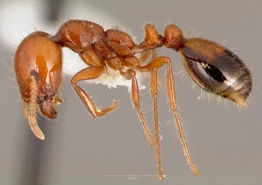 Solenopsis xyloni specimen CASENT0005806 image casent0005806_3