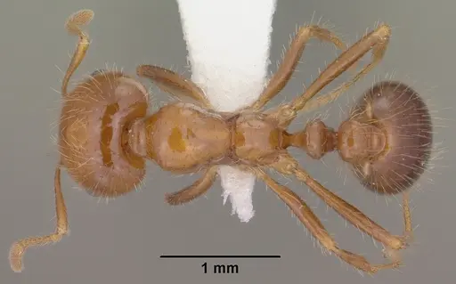 Solenopsis xyloni specimen CASENT0102900 image casent0102900_1