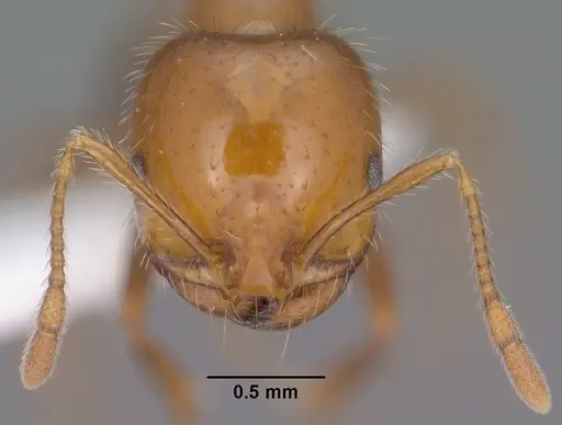 Solenopsis xyloni specimen CASENT0102900 image casent0102900_2