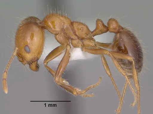 Solenopsis xyloni specimen CASENT0102900 image casent0102900_3