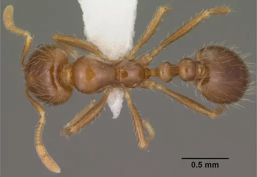 Solenopsis xyloni specimen CASENT0102901 image casent0102901_1