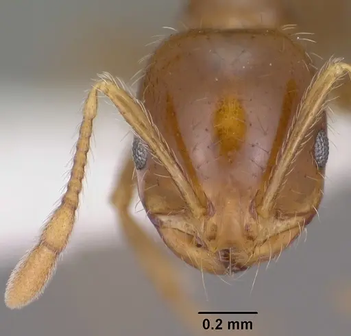 Solenopsis xyloni specimen CASENT0102901 image casent0102901_2