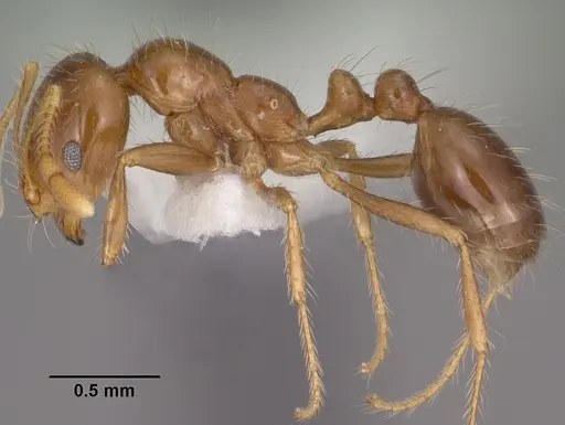 Solenopsis xyloni specimen CASENT0102901 image casent0102901_3