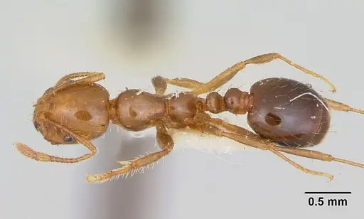 Solenopsis xyloni specimen CASENT0103388 image casent0103388_1