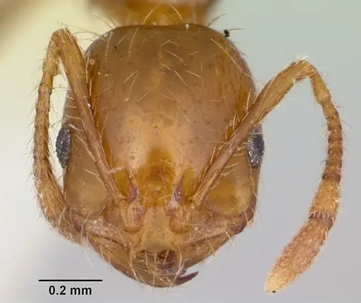 Solenopsis xyloni specimen CASENT0103388 image casent0103388_2