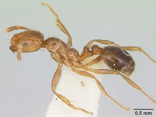 Solenopsis xyloni specimen CASENT0103388 image casent0103388_3