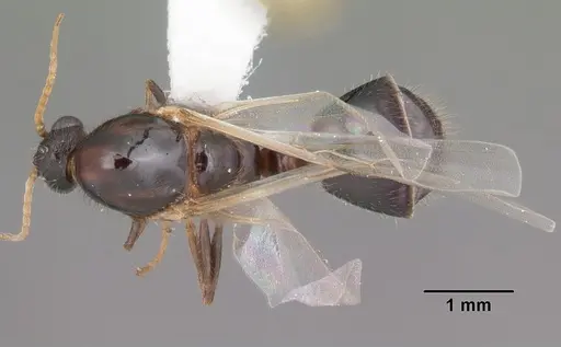 Solenopsis xyloni specimen CASENT0104513 image casent0104513_1