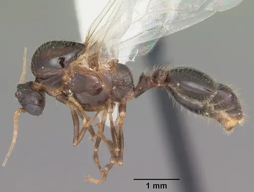 Solenopsis xyloni specimen CASENT0104513 image casent0104513_3