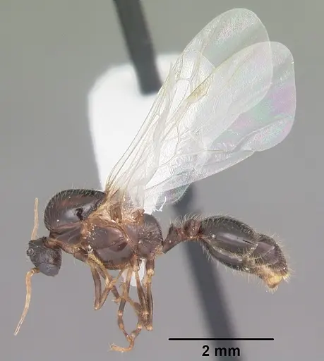 Solenopsis xyloni specimen CASENT0104513 image casent0104513_4