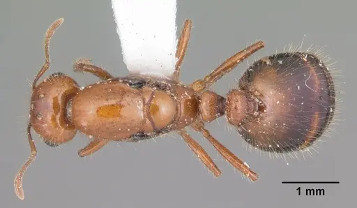 Solenopsis xyloni specimen CASENT0104514 image casent0104514_1