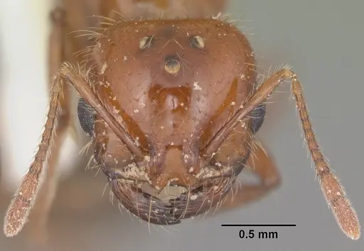 Solenopsis xyloni specimen CASENT0104514 image casent0104514_2