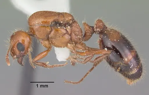 Solenopsis xyloni specimen CASENT0104514 image casent0104514_3