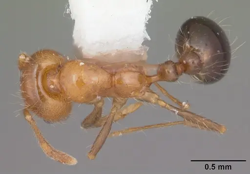 Solenopsis xyloni specimen CASENT0104539 image casent0104539_1