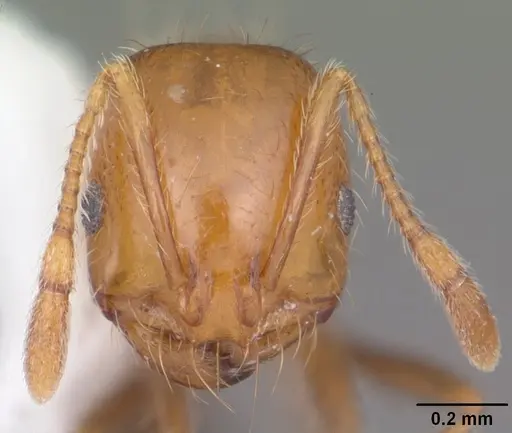 Solenopsis xyloni specimen CASENT0104539 image casent0104539_2