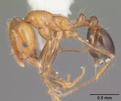 Solenopsis xyloni specimen CASENT0104539 image casent0104539_3