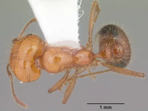 Solenopsis xyloni specimen CASENT0104540 image casent0104540_1