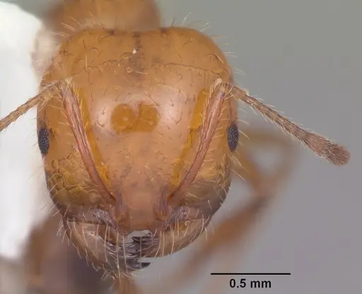 Solenopsis xyloni specimen CASENT0104540 image casent0104540_2