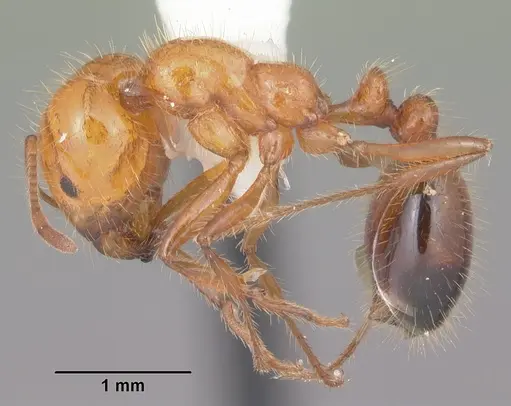 Solenopsis xyloni specimen CASENT0104540 image casent0104540_3