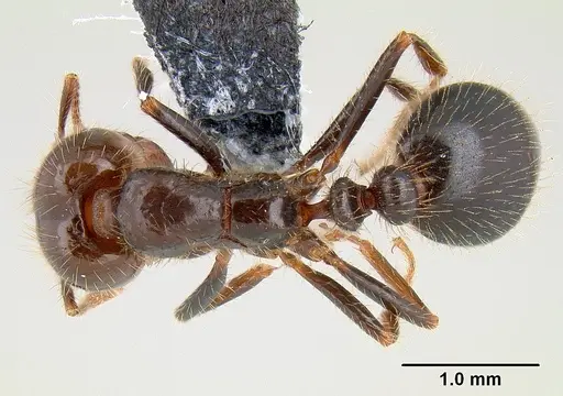 Solenopsis xyloni specimen CASENT0106041 image casent0106041_1