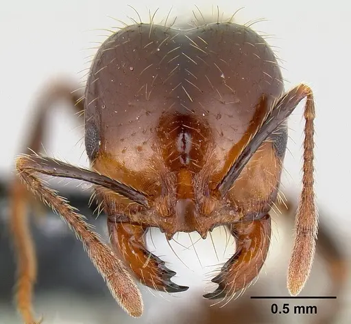 Solenopsis xyloni specimen CASENT0106041 image casent0106041_2