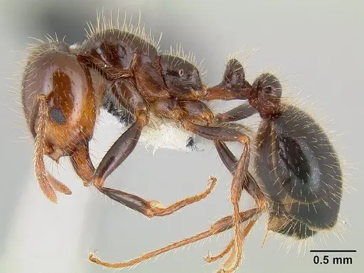 Solenopsis xyloni specimen CASENT0106041 image casent0106041_3