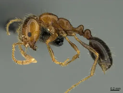Solenopsis xyloni specimen CASENT0247069 image casent0247069_1
