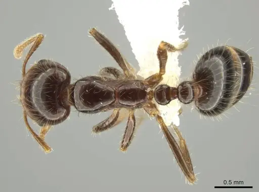 Solenopsis xyloni specimen CASENT0646942 image casent0646942_1
