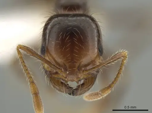 Solenopsis xyloni specimen CASENT0646942 image casent0646942_2