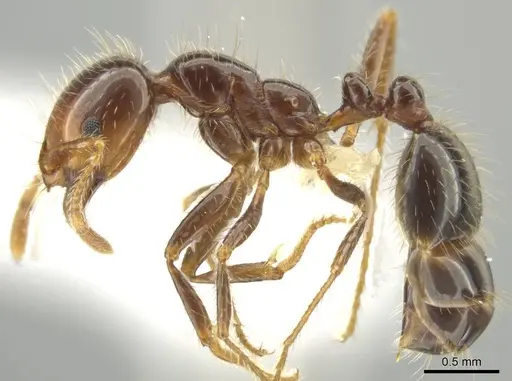 Solenopsis xyloni specimen CASENT0646942 image casent0646942_3
