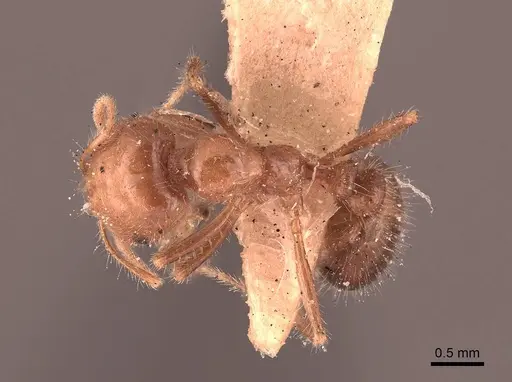 Solenopsis xyloni specimen FMNHINS0000050004 image fmnhins0000050004_1