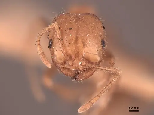 Solenopsis xyloni specimen FMNHINS0000050004 image fmnhins0000050004_2