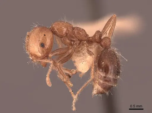 Solenopsis xyloni specimen FMNHINS0000050004 image fmnhins0000050004_3