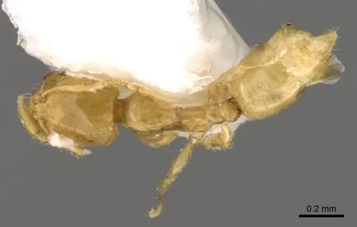 Solenopsis zeteki specimen CASENT0914178 image casent0914178_1