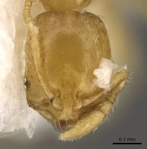 Solenopsis zeteki specimen CASENT0914178 image casent0914178_2