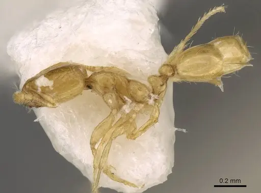 Solenopsis zeteki specimen CASENT0914178 image casent0914178_3