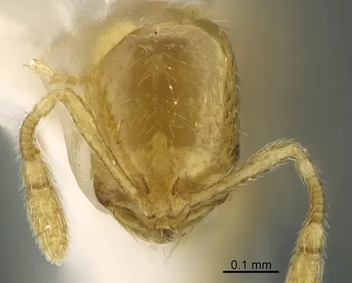 Solenopsis zeteki specimen CASENT0923589 image casent0923589_1