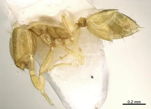 Solenopsis zeteki specimen CASENT0923589 image casent0923589_2