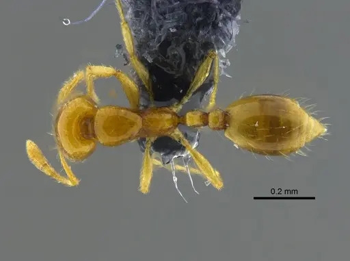 Solenopsis zeteki specimen CBUMAGENT42017 image cbumagent42017_1