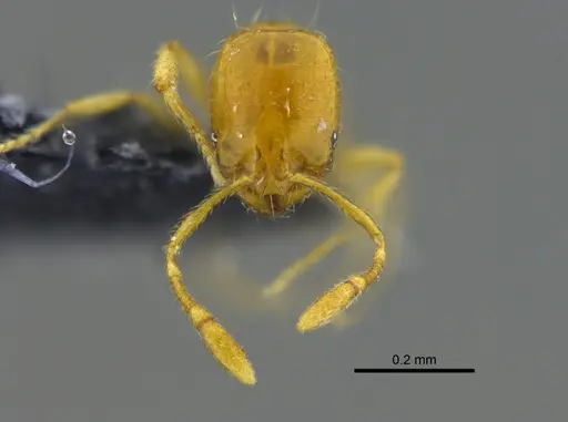 Solenopsis zeteki specimen CBUMAGENT42017 image cbumagent42017_2