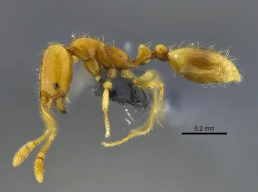 Solenopsis zeteki specimen CBUMAGENT42017 image cbumagent42017_3