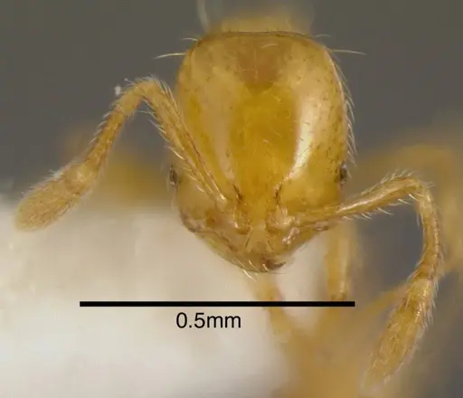 Solenopsis zeteki specimen INBIOCRI001237572 image inbiocri001237572_1