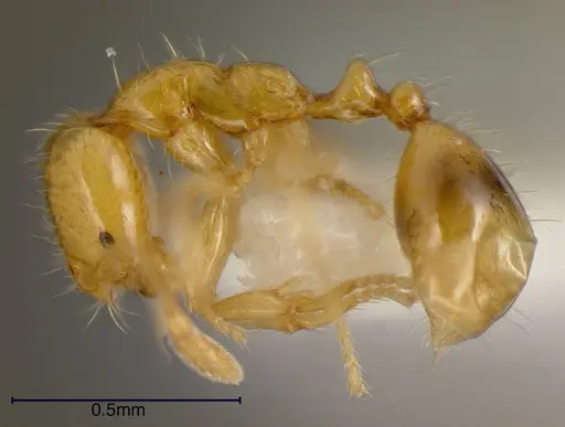 Solenopsis zeteki specimen INBIOCRI001237572 image inbiocri001237572_2