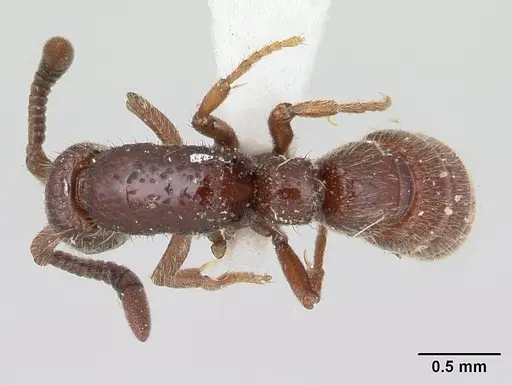 Sphinctomyrmex schoerederi specimen CASENT0178849 image casent0178849_1