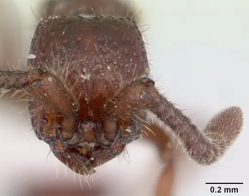 Sphinctomyrmex schoerederi specimen CASENT0178849 image casent0178849_2