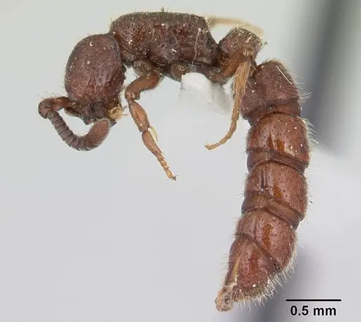 Sphinctomyrmex schoerederi specimen CASENT0178849 image casent0178849_3