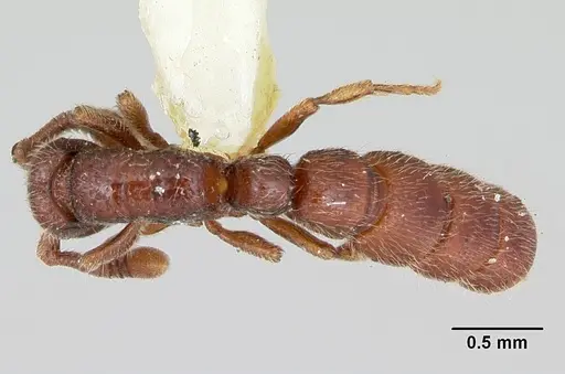 Sphinctomyrmex stali specimen CASENT0173063 image casent0173063_1