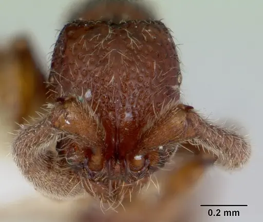 Sphinctomyrmex stali specimen CASENT0173063 image casent0173063_2